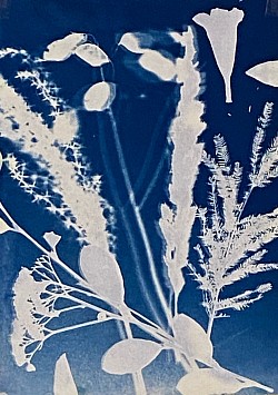 Cyanotype